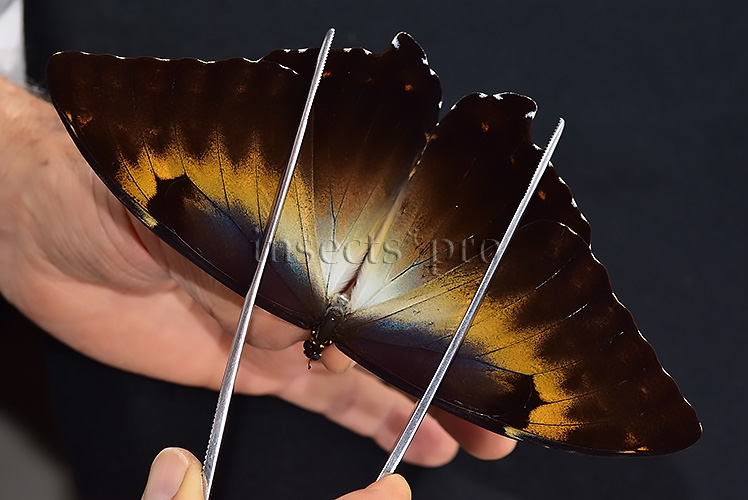Morpho cisseis jeannoti A1 ♂ GOOD FORM
