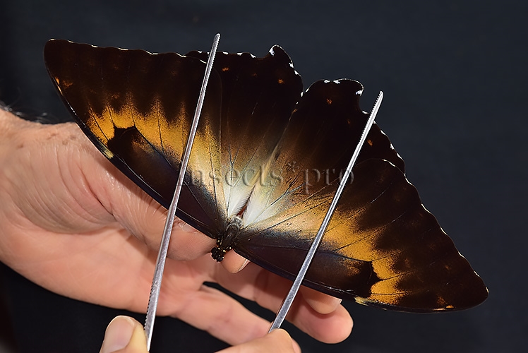 Morpho cisseis jeannoti A1 ♂ GOOD FORM - Image 6