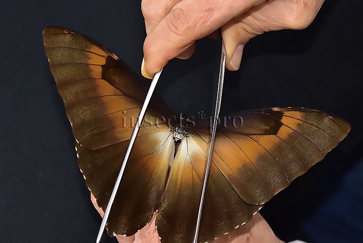 Morpho cisseis jeannoti A1 ♂ GOOD LIGHT OCHRE FORM - Image 6