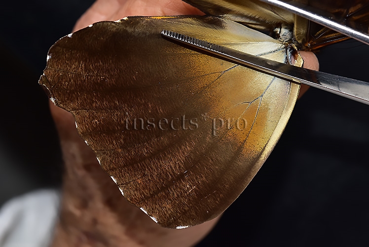 Morpho cisseis jeannoti A1 ♂ GOOD LIGHT OCHRE FORM - Image 4