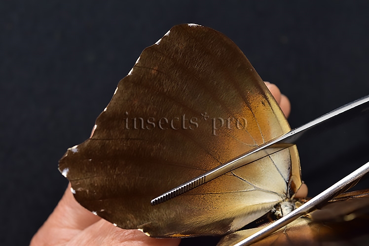 Morpho cisseis jeannoti A1 ♂ GOOD LIGHT OCHRE FORM - Image 5