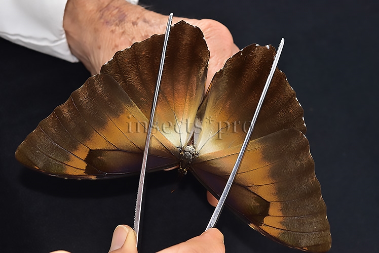 Morpho cisseis jeannoti A1 ♂ GOOD LIGHT OCHRE FORM