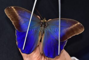 Caligo suzanna ♂
