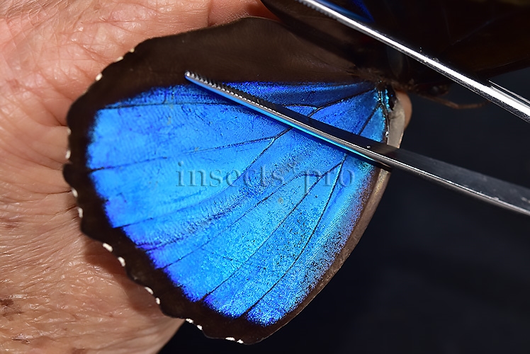 Morpho menelaus occidentalis ♂ - Image 4