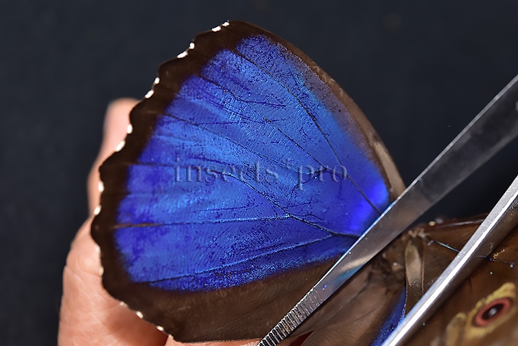 Morpho menelaus occidentalis ♂ - Image 5