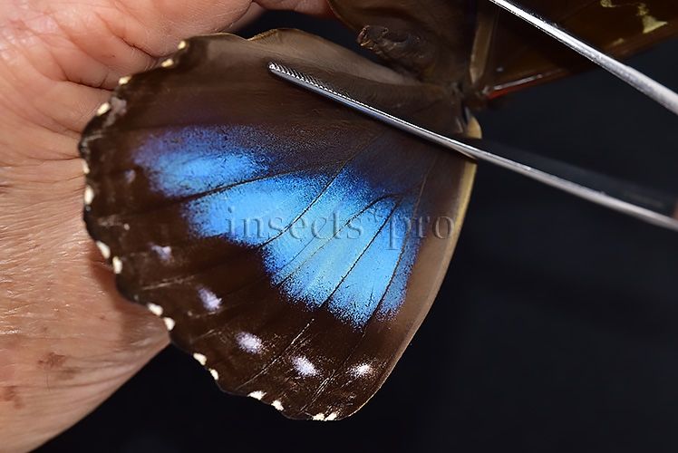 Morpho menelaus occidentalis ♀ - Image 4