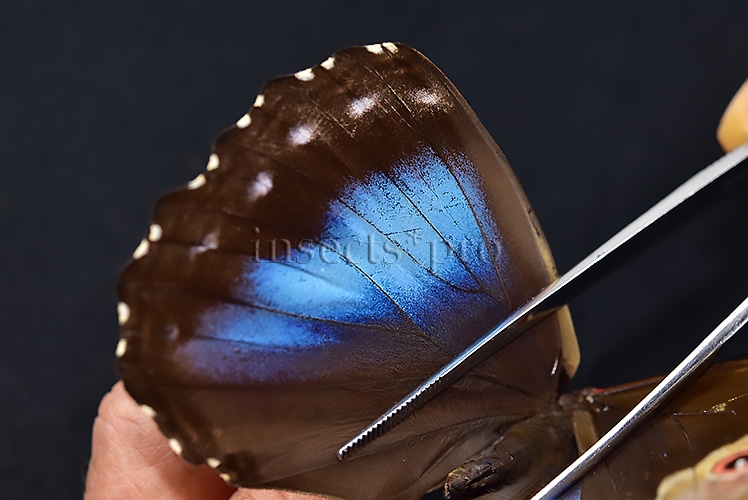 Morpho menelaus occidentalis ♀ - Image 5