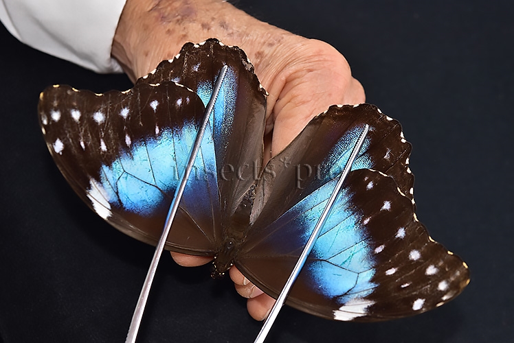 Morpho menelaus occidentalis ♀ - Image 6