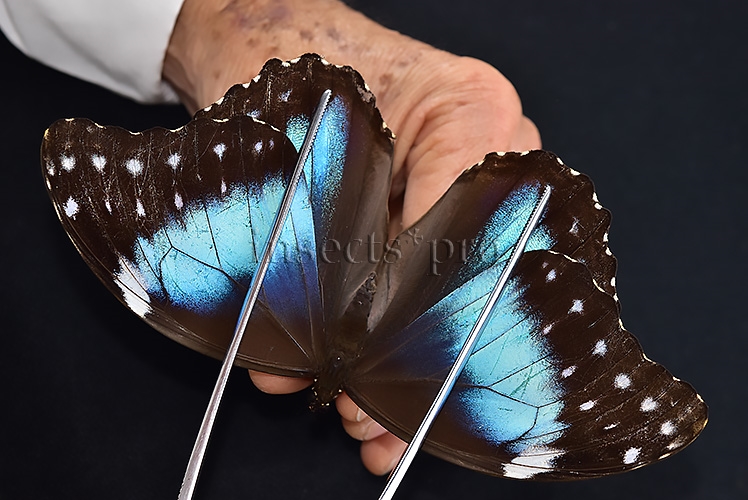 Morpho menelaus occidentalis ♀