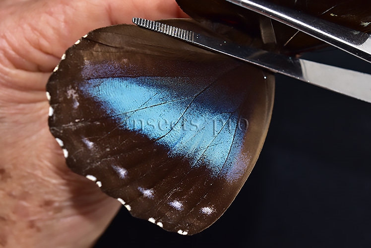 Morpho menelaus occidentalis ♀ - Image 4