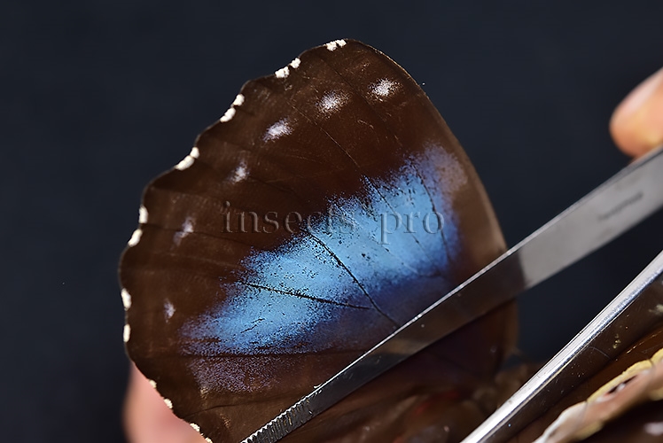 Morpho menelaus occidentalis ♀ - Image 5