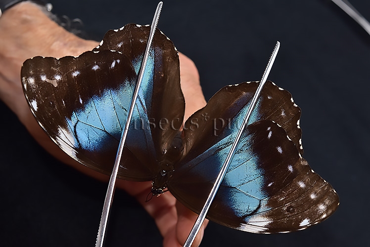 Morpho menelaus occidentalis ♀