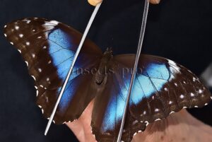 Morpho menelaus occidentalis ♀