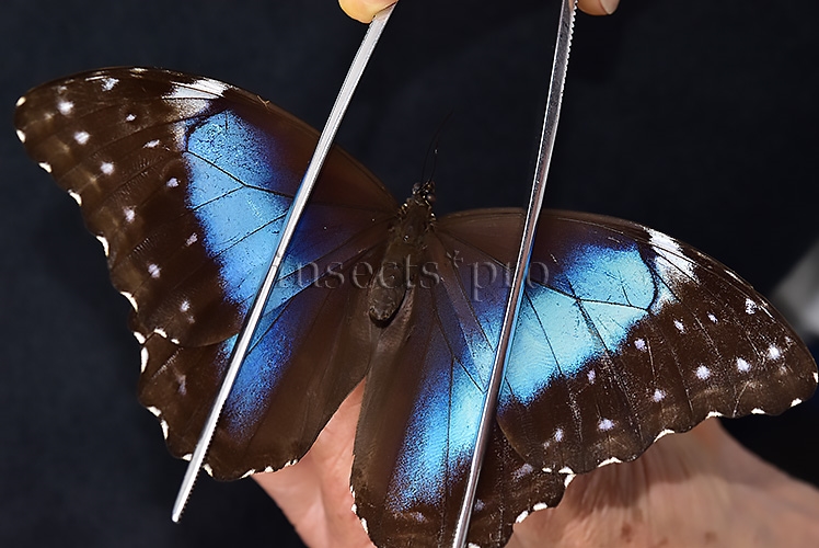 Morpho menelaus occidentalis ♀