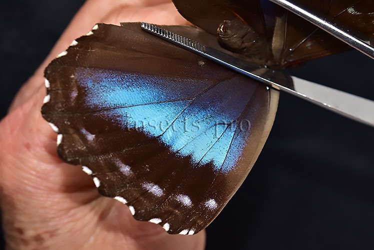 Morpho menelaus occidentalis ♀ - Image 4