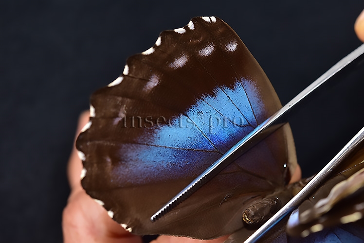 Morpho menelaus occidentalis ♀ - Image 5