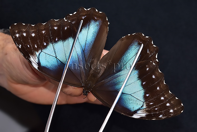 Morpho menelaus occidentalis ♀ - Image 6