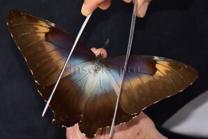 Morpho cisseis jeannoti ♂