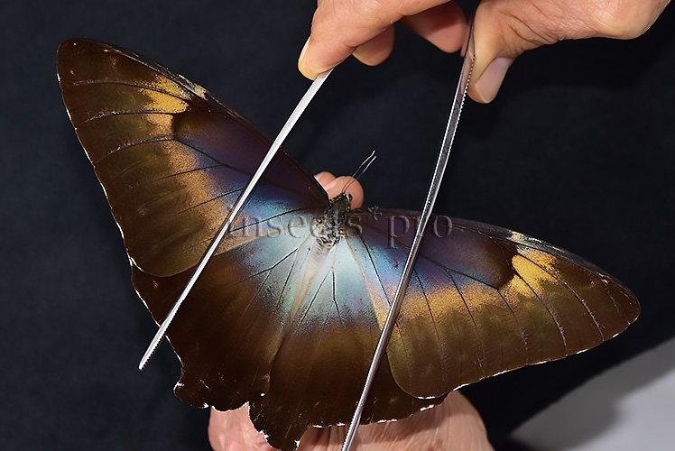 Morpho cisseis jeannoti ♂ - Image 6