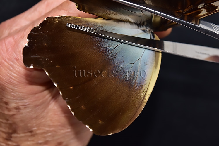 Morpho cisseis jeannoti ♂ - Image 4