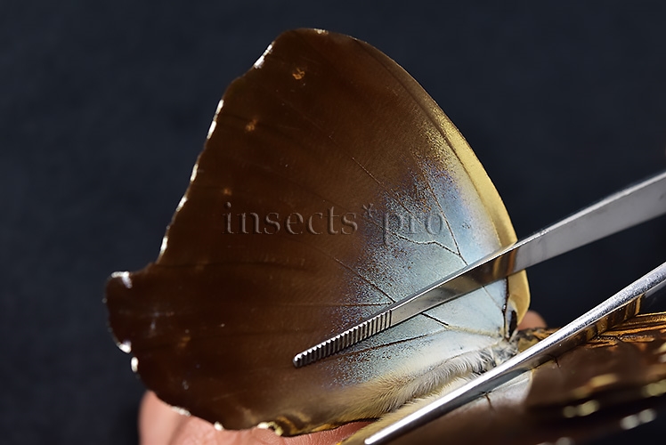 Morpho cisseis jeannoti ♂ - Image 5