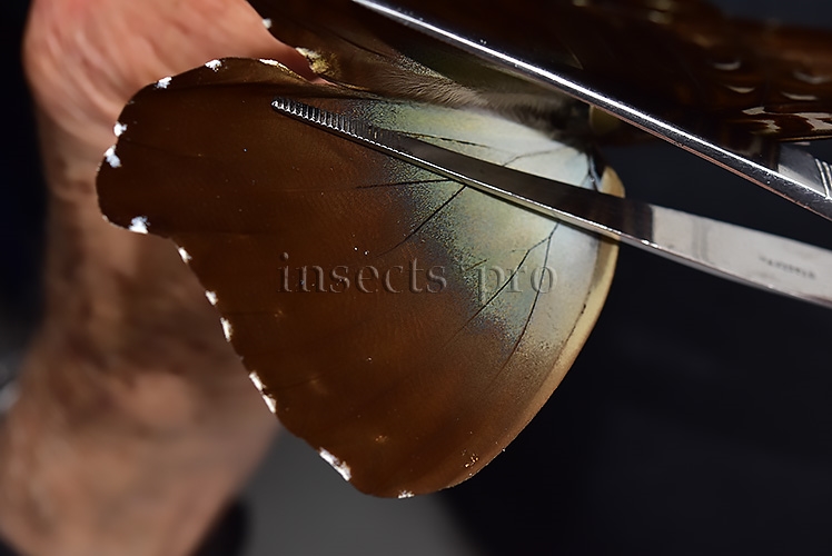 Morpho cisseis jeannoti ♂ RARE BIG OCELLI - Image 5
