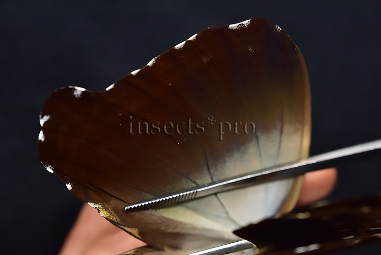 Morpho cisseis jeannoti ♂ RARE BIG OCELLI - Image 6