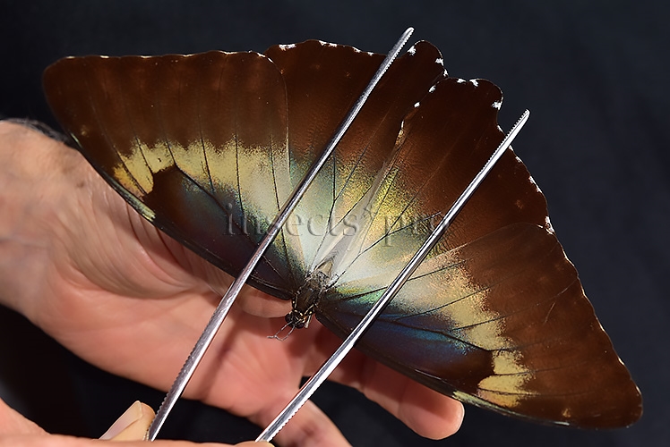 Morpho cisseis jeannoti ♂ RARE BIG OCELLI - Image 2