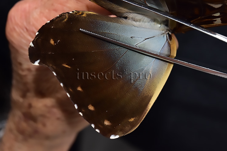 Morpho cisseis gahua A1 ♀ GOOD FORM FEMALE - Image 4