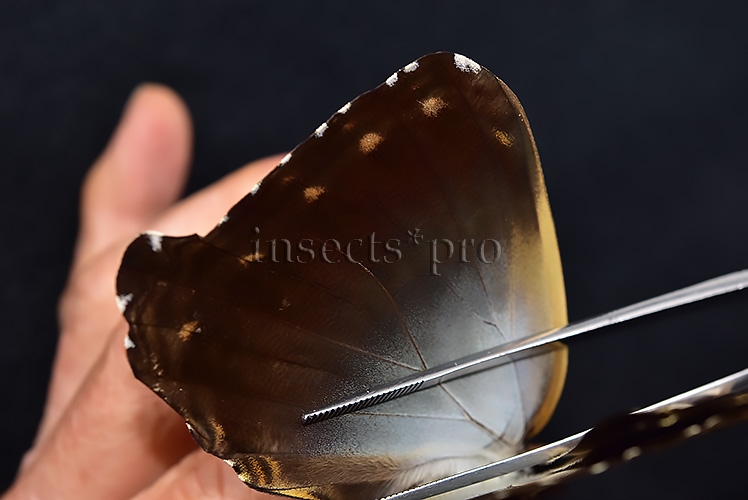 Morpho cisseis gahua A1 ♀ GOOD FORM FEMALE - Image 5