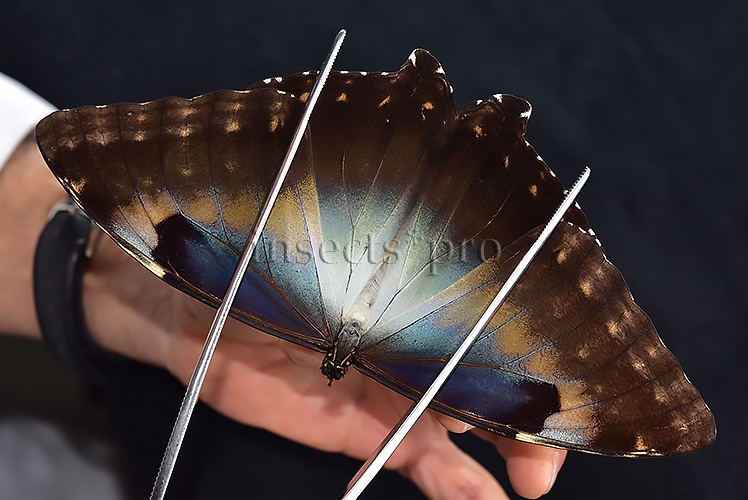 Morpho cisseis gahua A1 ♀ GOOD FORM FEMALE - Image 6