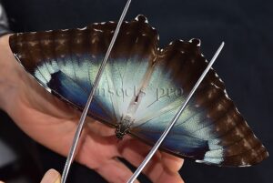 Morpho cisseis gahua ♀ GOOD FORM