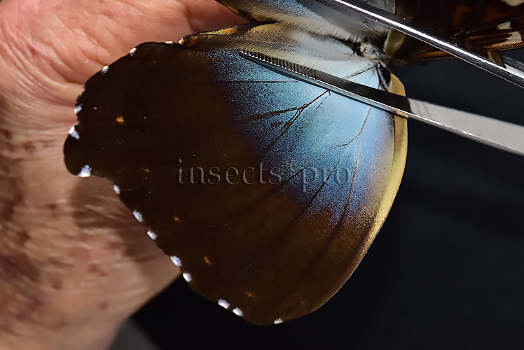 Morpho cisseis gahua A1 ♂ - Image 4