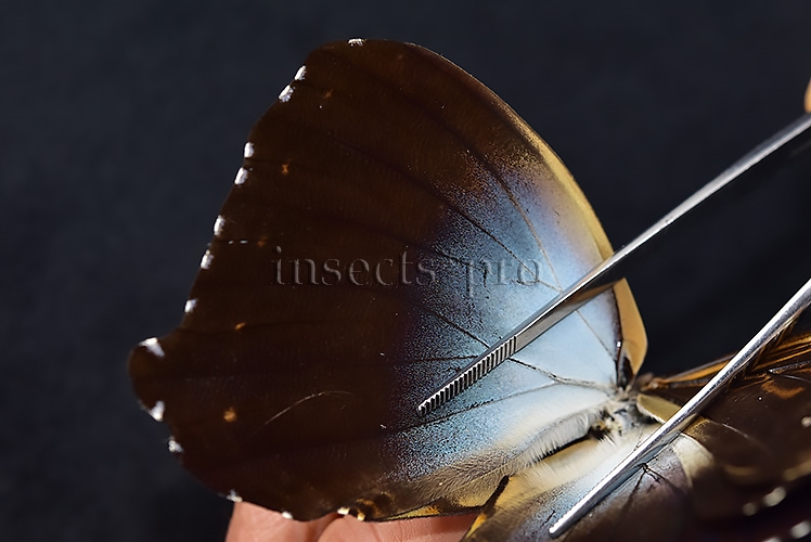 Morpho cisseis gahua A1 ♂ - Image 5