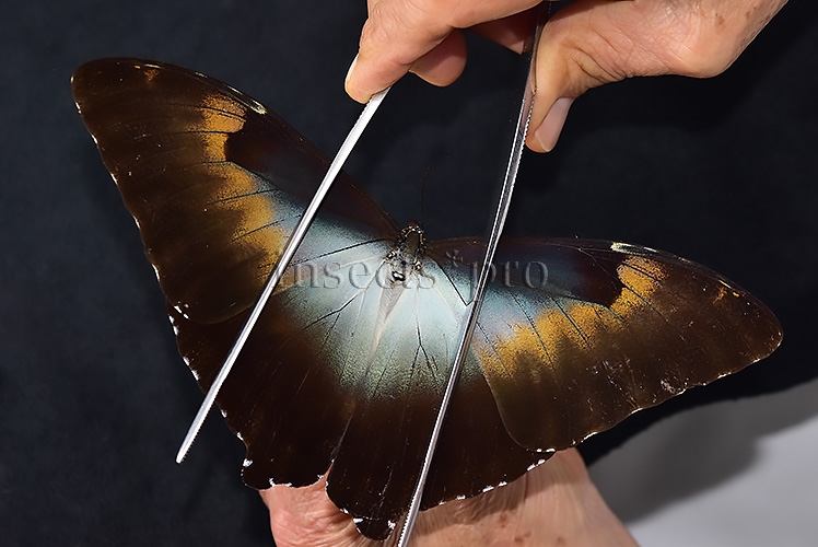 Morpho cisseis gahua ♂