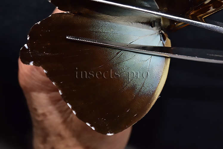 Morpho cisseis gahua ♂ - Image 4