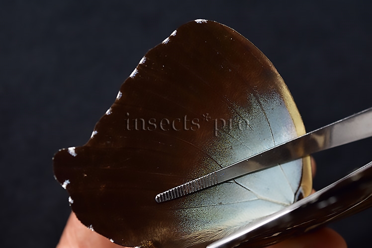 Morpho cisseis gahua ♂ - Image 5