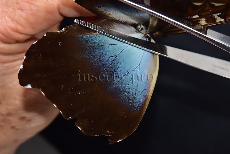 Morpho cisseis phanodemus ♂ RARE from lowland areas - Image 4