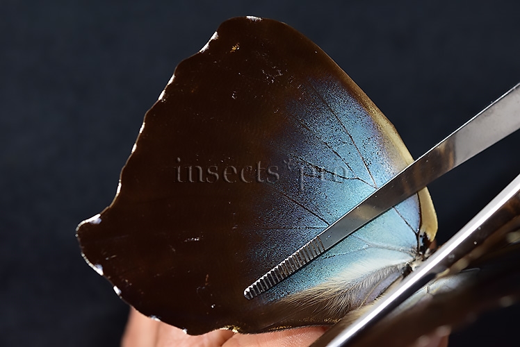 Morpho cisseis phanodemus ♂ RARE from lowland areas - Image 5