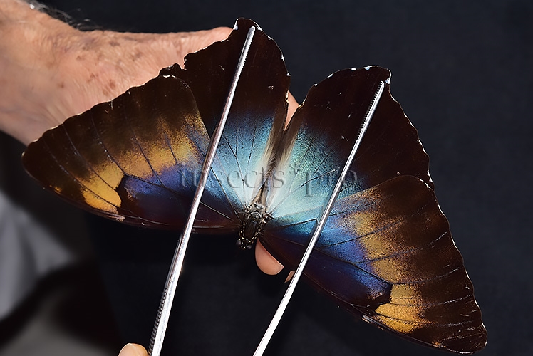 Morpho cisseis phanodemus ♂ RARE from lowland areas