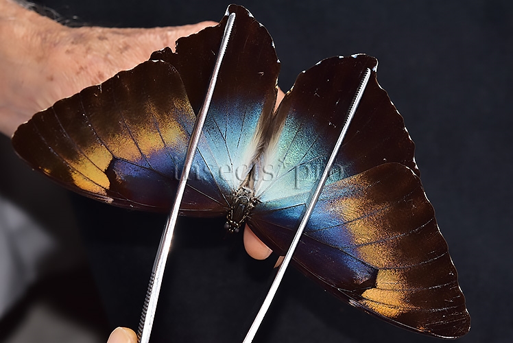 Morpho cisseis phanodemus ♂ RARE from lowland areas - Image 6