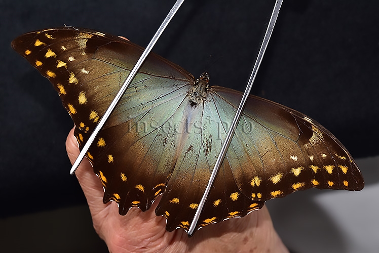 Morpho amphitryon cinereus ♂