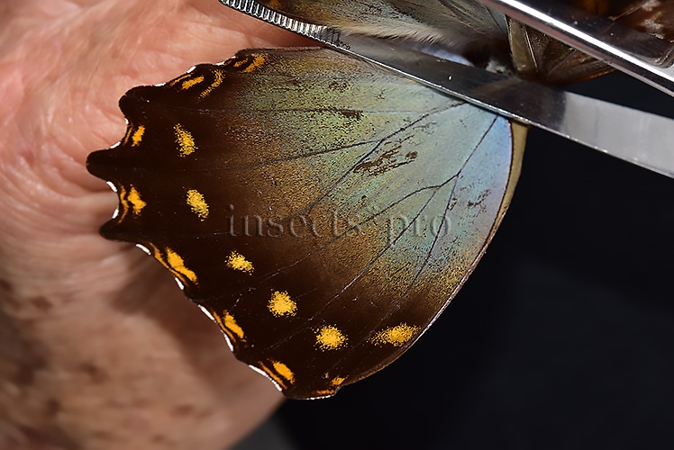 Morpho amphitryon cinereus ♂ - Image 4