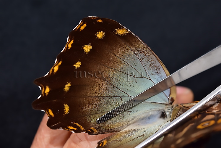 Morpho amphitryon cinereus ♂ - Image 5