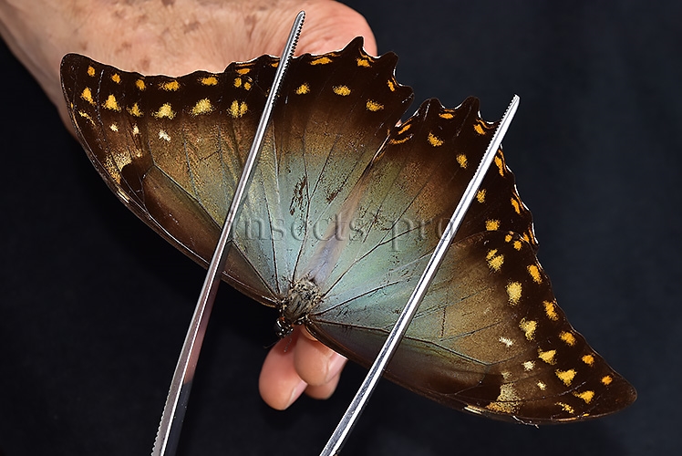 Morpho amphitryon cinereus ♂ - Image 6