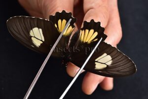 Parides erithalion xanthias A1 ♀