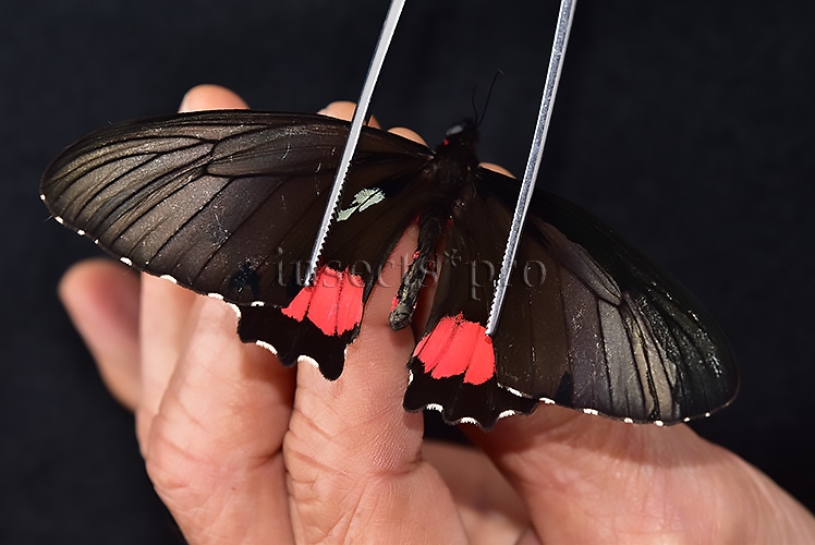 Parides vertumnus bogotanus A1 *GYNANDROMORPH* ⚥ VERY RARE MOSAIC - Image 7