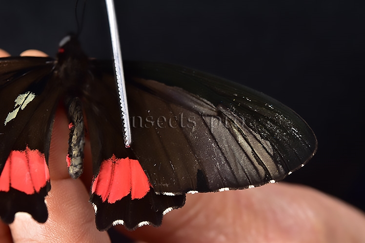Parides vertumnus bogotanus A1 *GYNANDROMORPH* ⚥ VERY RARE MOSAIC - Image 6
