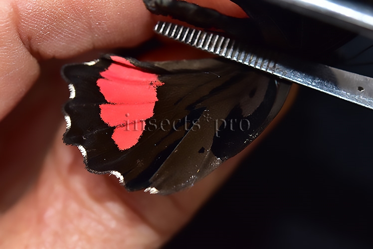 Parides vertumnus bogotanus A1 *GYNANDROMORPH* ⚥ VERY RARE MOSAIC - Image 4
