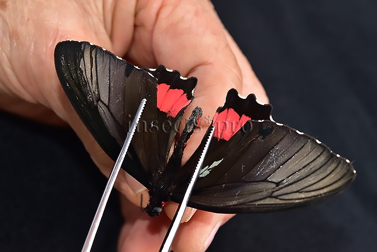 Parides vertumnus bogotanus A1 *GYNANDROMORPH* ⚥ VERY RARE MOSAIC - Image 8